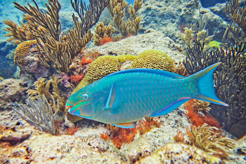 bermuda-diving_010.jpg