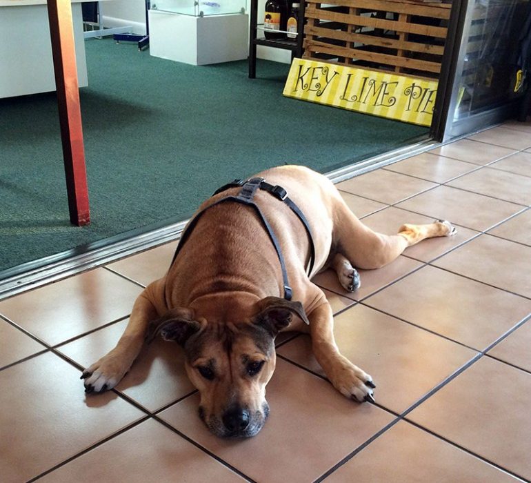 shane-dog-marathon-airport-florida-keys-770x800.jpg