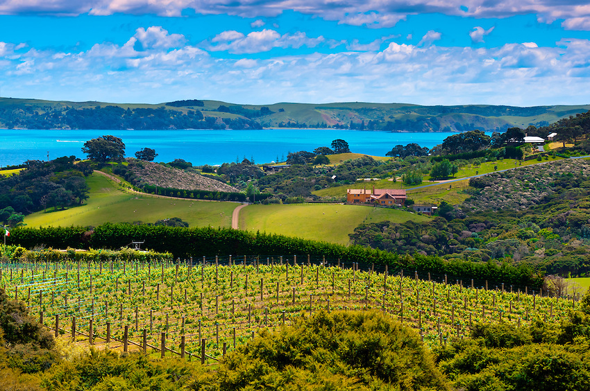 Vineyards, Waiheke Island, Hauraki Gulf, near Auckland, New Zealand