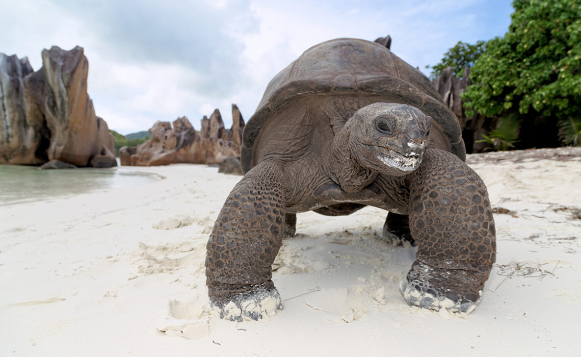 Seychellen, Insel Curieuse, Curieuse Island,Seychellen-Riesenschildkröten (Aldabrachelys, früher Dispochelys), Seychelles giant tortoise